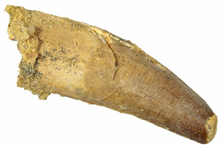 Fossil Spinosaurus Tooth - Real Dinosaur Tooth #344376